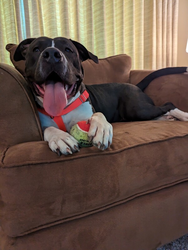 Misha, an adoptable American Staffordshire Terrier in Grand Rapids, MI, 49503 | Photo Image 6