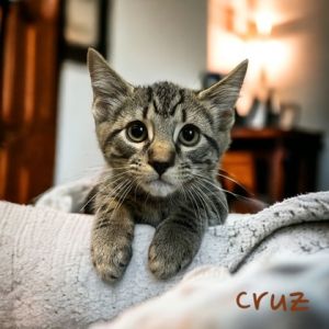 Cruz