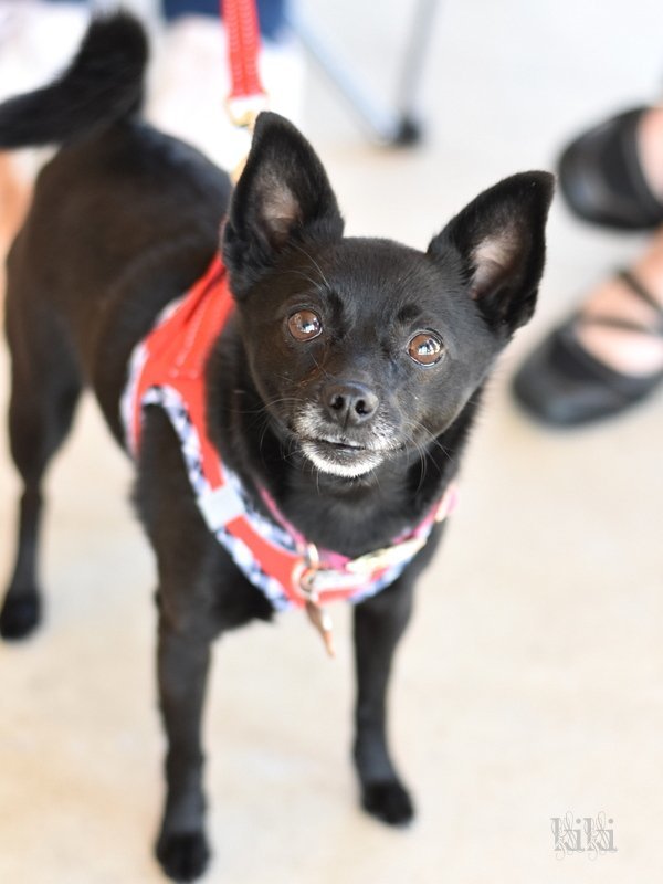 Kiki, an adoptable Schipperke in Montgomery, TX, 77316 | Photo Image 3