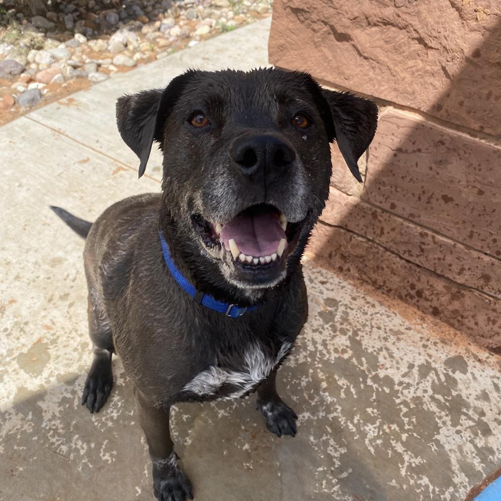 T-Rex, an adoptable Labrador Retriever in Kanab, UT, 84741 | Photo Image 1