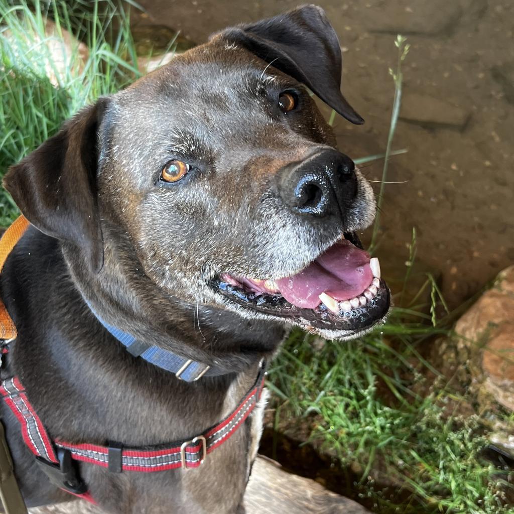 T-Rex, an adoptable Labrador Retriever in Kanab, UT, 84741 | Photo Image 2