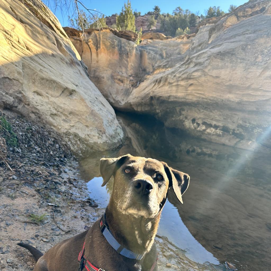 T-Rex, an adoptable Labrador Retriever in Kanab, UT, 84741 | Photo Image 3