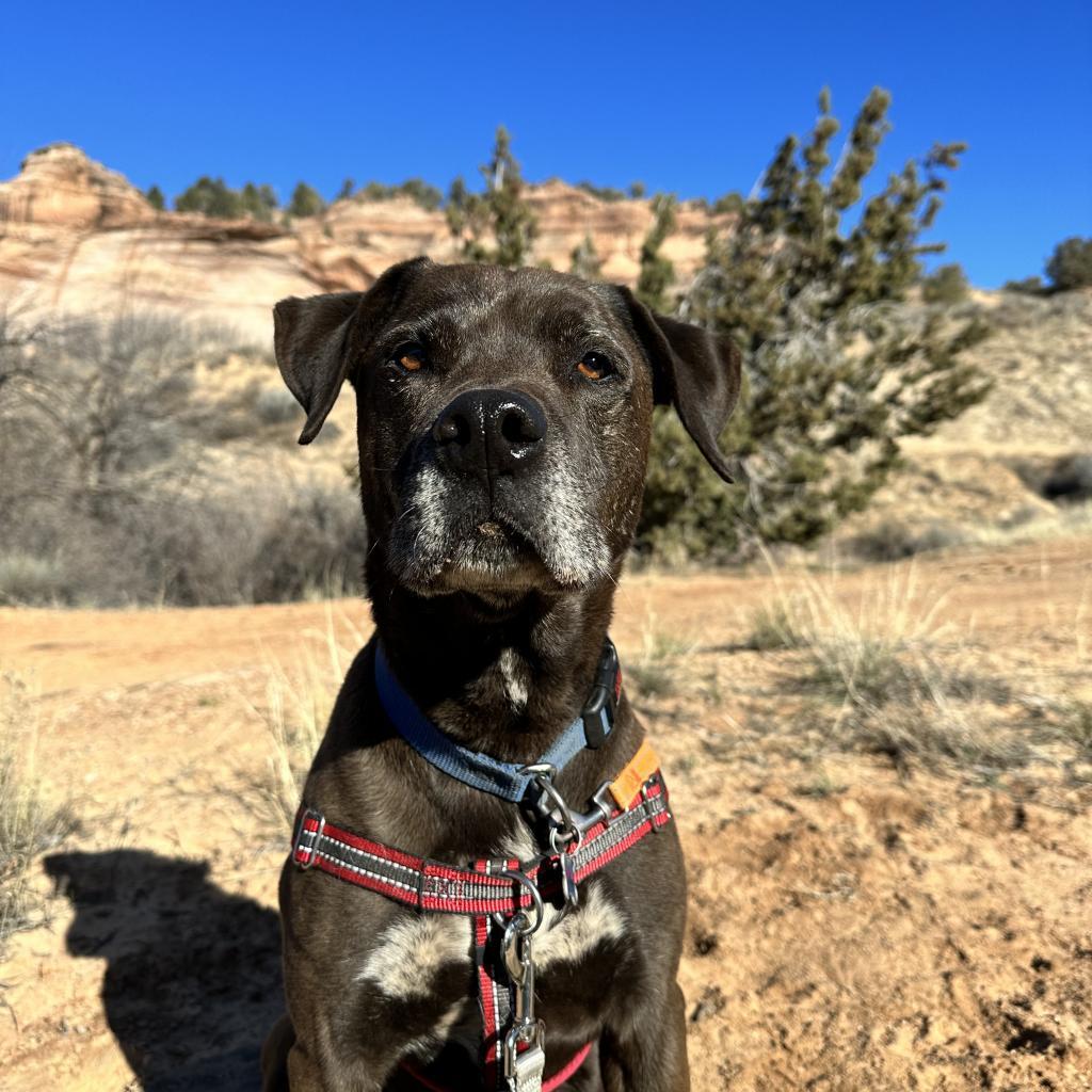 T-Rex, an adoptable Labrador Retriever in Kanab, UT, 84741 | Photo Image 4