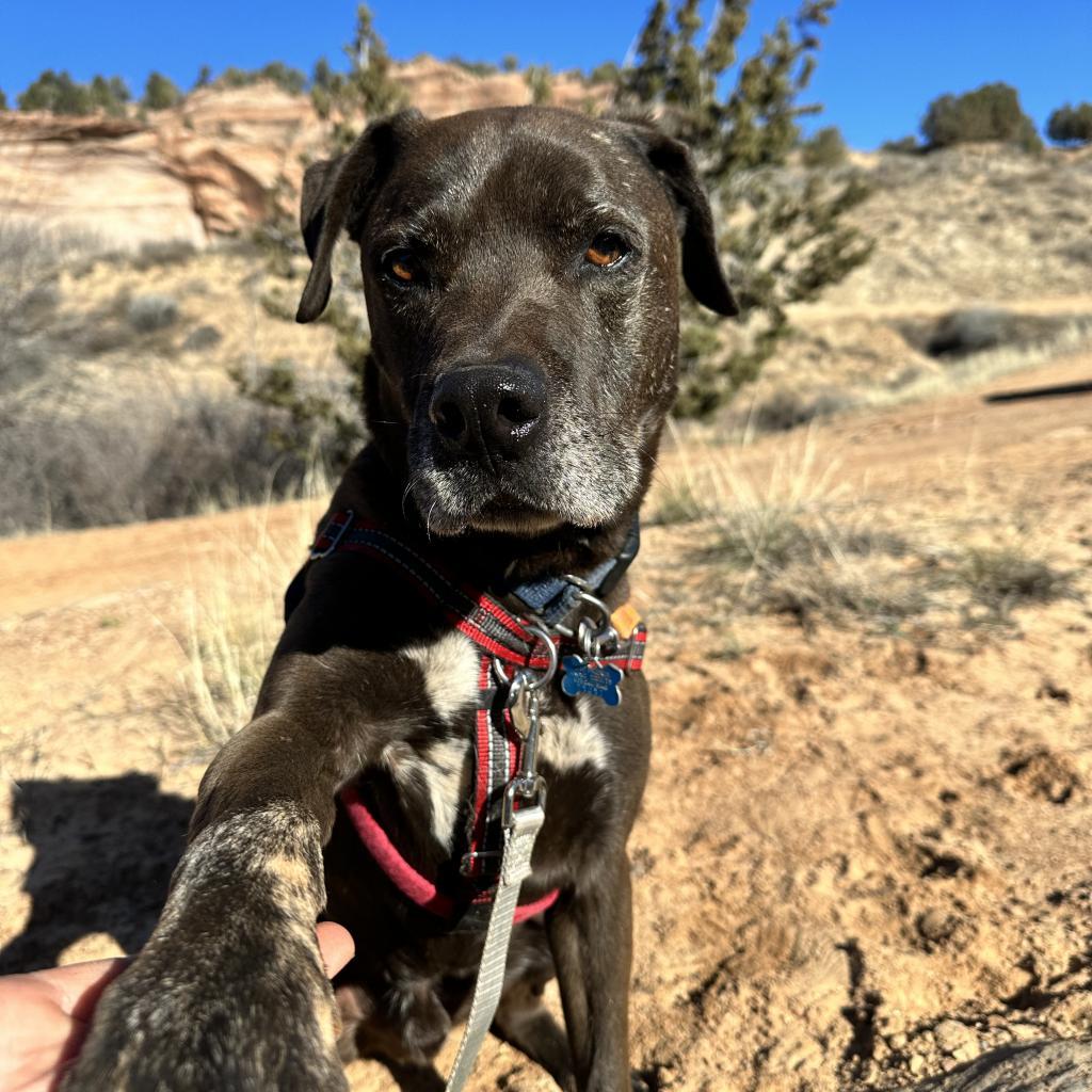 T-Rex, an adoptable Labrador Retriever in Kanab, UT, 84741 | Photo Image 5