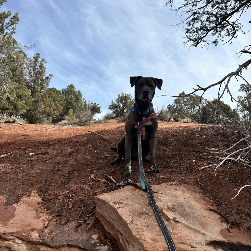 T-Rex, an adoptable Labrador Retriever in Kanab, UT, 84741 | Photo Image 6