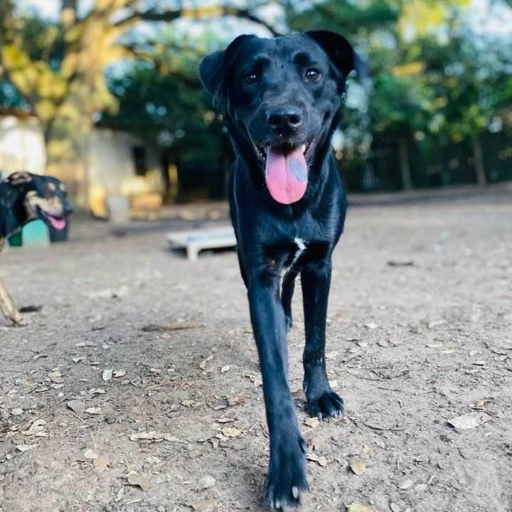 Lab and 2024 kelpie mix