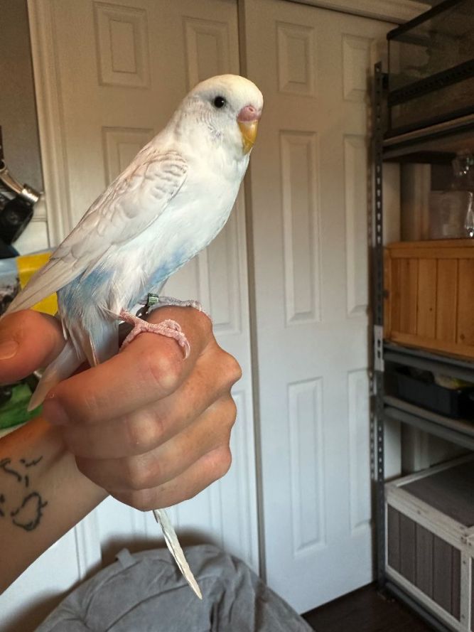 Sesame (Sessy)