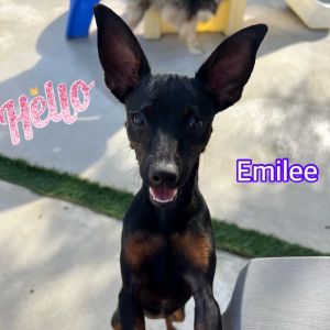 Emilee
