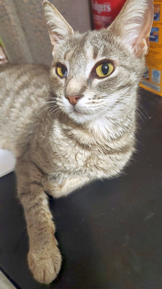 CANDY, an adoptable Domestic Short Hair in Powder Springs, GA, 30127 | Photo Image 1
