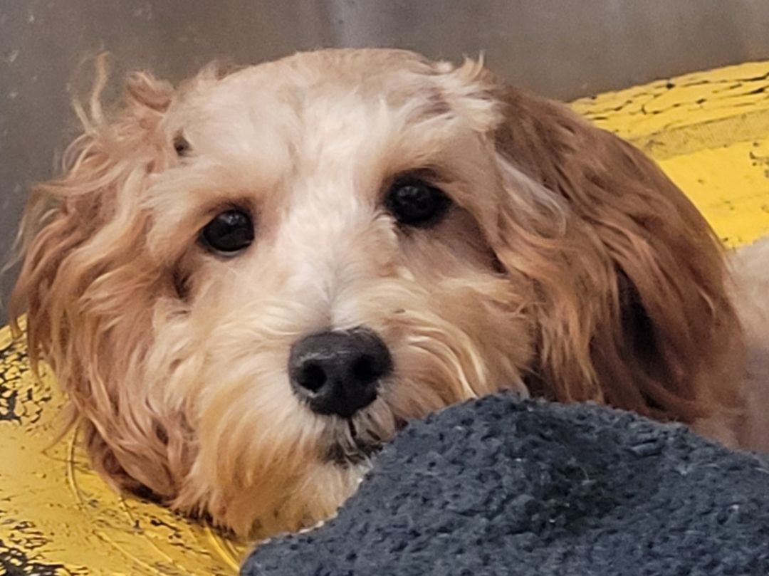 Cotter, an adoptable Cavapoo in Lacombe, AB, T4L 1X3 | Photo Image 1