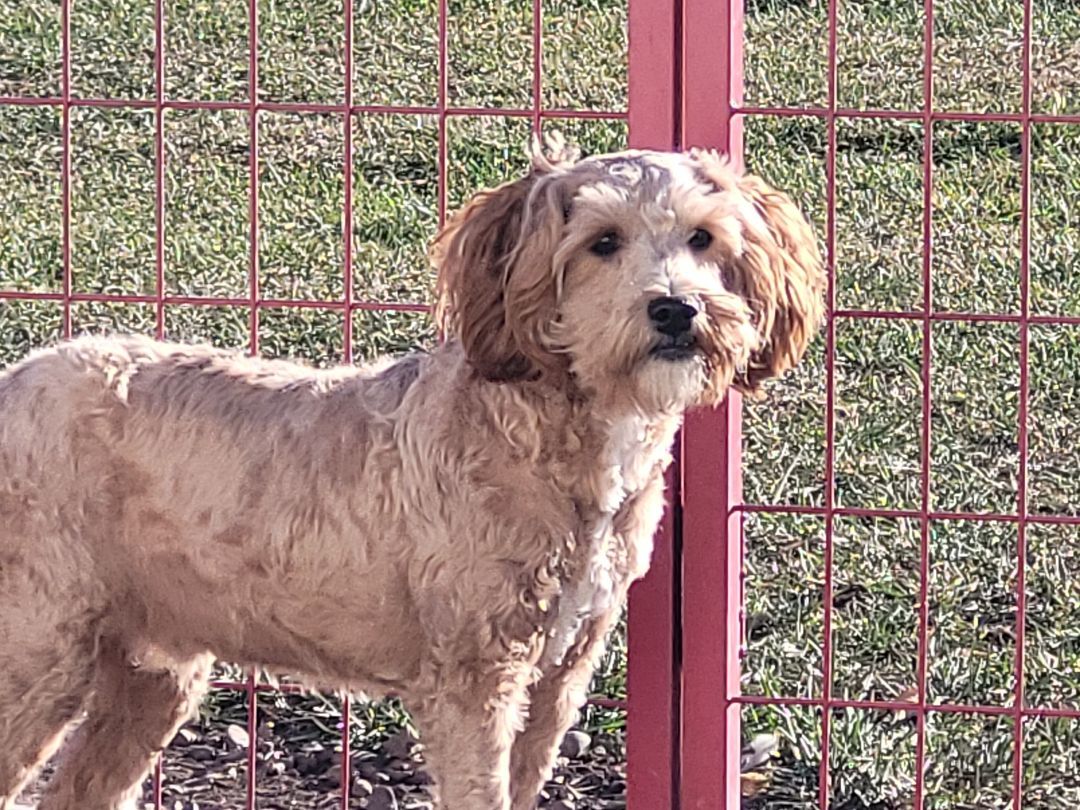 Cotter, an adoptable Cavapoo in Lacombe, AB, T4L 1X3 | Photo Image 4