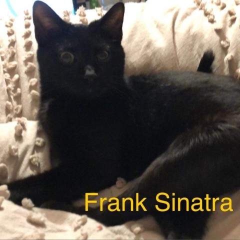 Frank Sinatra, an adoptable Domestic Short Hair in Spring Hill, KS, 66083 | Photo Image 3