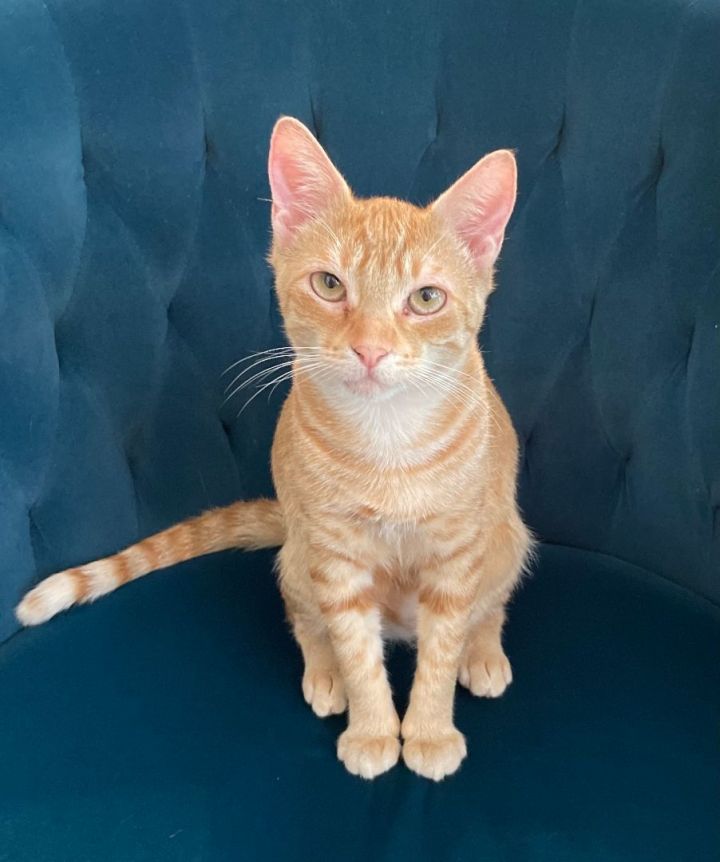 Cats Available for Adoption - Kaua'i Humane Society