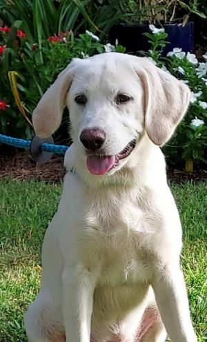 White labs for store adoption