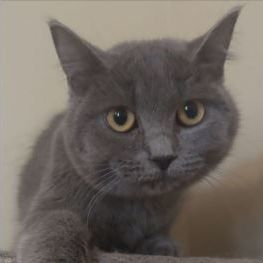 British shorthair sale petfinder