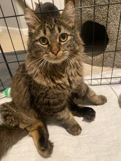 Adopt a maine hot sale coon near me