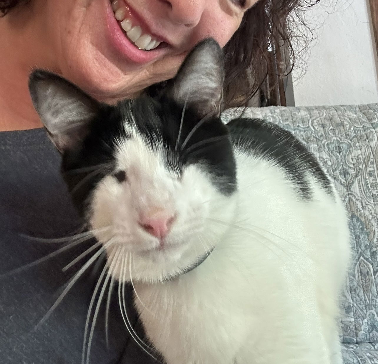 Olivia (Napa MC), an adoptable Tuxedo in Napa, CA, 94558 | Photo Image 1