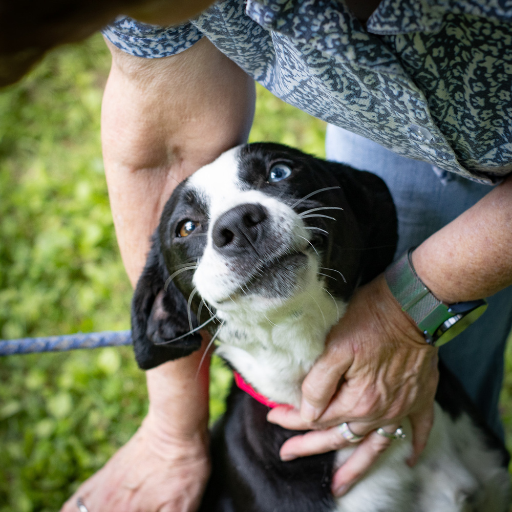 Daisy Duke, an adoptable Feist, Labrador Retriever in Sharon, VT, 05065 | Photo Image 2