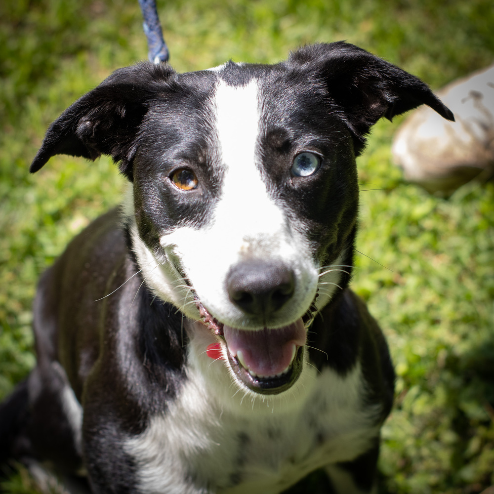 Daisy Duke, an adoptable Feist, Labrador Retriever in Sharon, VT, 05065 | Photo Image 3