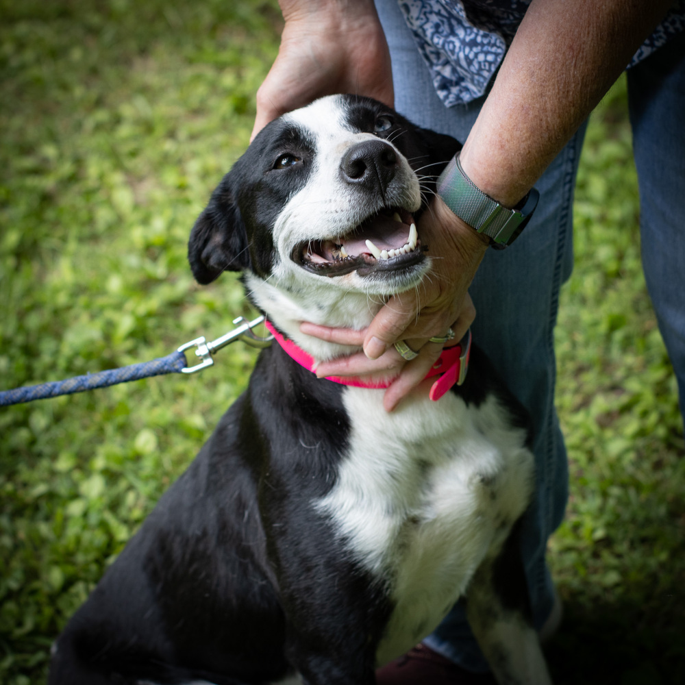 Daisy Duke, an adoptable Feist, Labrador Retriever in Sharon, VT, 05065 | Photo Image 5