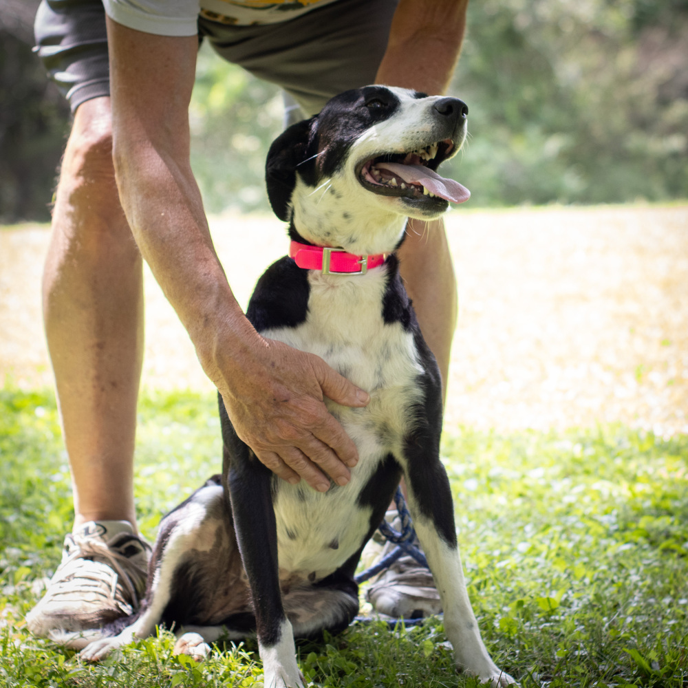 Daisy Duke, an adoptable Feist, Labrador Retriever in Sharon, VT, 05065 | Photo Image 6