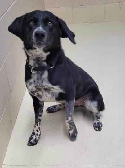 Rex, an adoptable Border Collie in Mauston, WI, 53948 | Photo Image 1