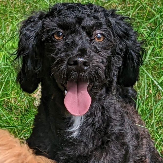 Milo