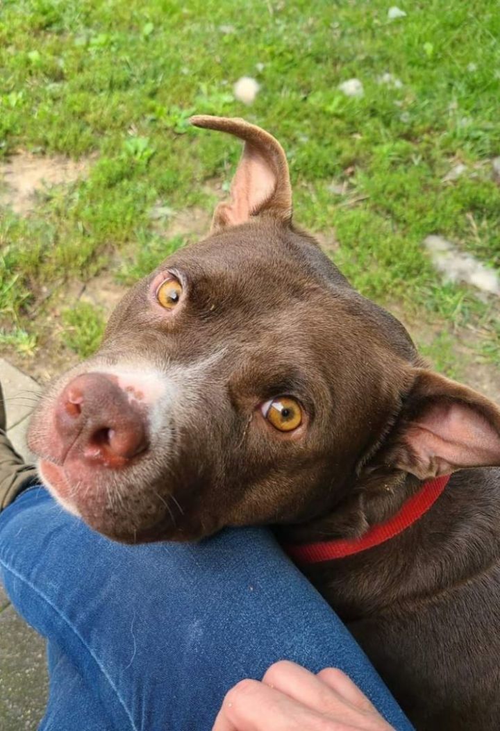 Holyfield, an adoptable Pit Bull Terrier in Pennsville, NJ_image-1