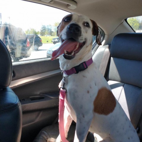 Betty White, an adoptable Treeing Walker Coonhound, Mixed Breed in Bailey, NC, 27807 | Photo Image 3