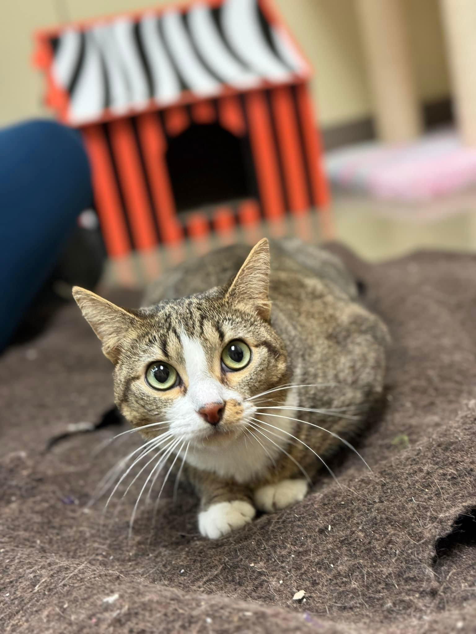 Lauren, an adoptable Domestic Short Hair in King George, VA, 22485 | Photo Image 1