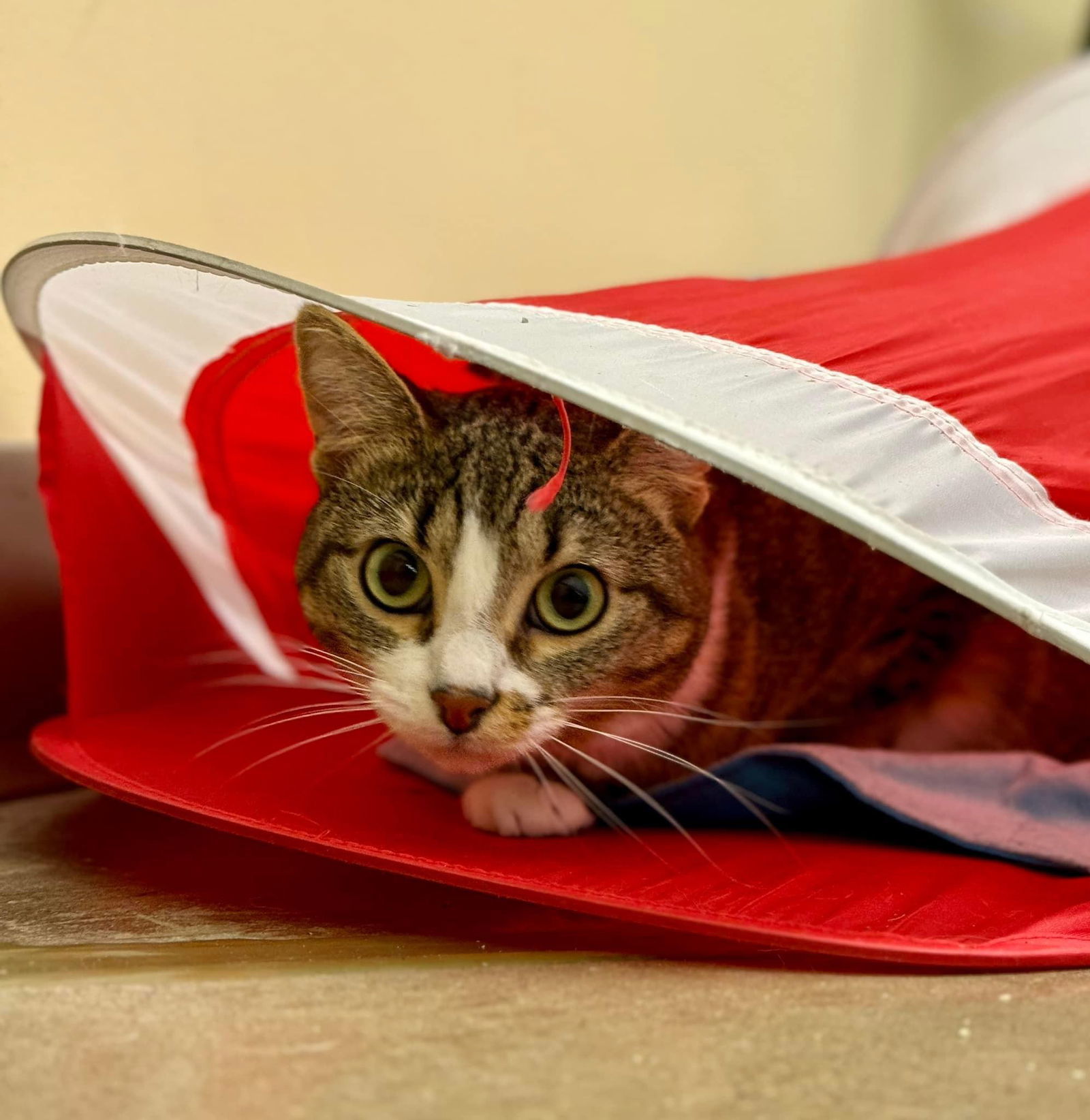 Lauren, an adoptable Domestic Short Hair in King George, VA, 22485 | Photo Image 2