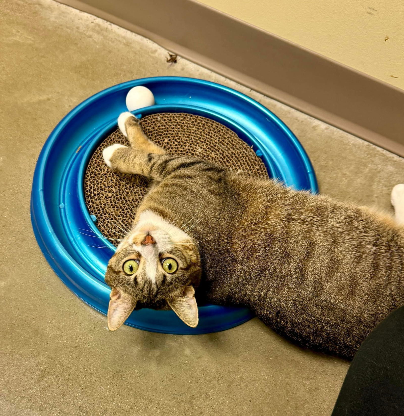 Lauren, an adoptable Domestic Short Hair in King George, VA, 22485 | Photo Image 3