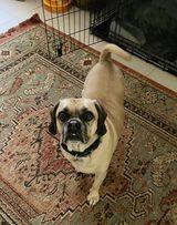 PITO, an adoptable Puggle Mix in East Meadow, NY_image-1