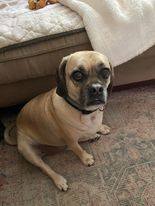 PITO, an adoptable Puggle Mix in East Meadow, NY_image-3