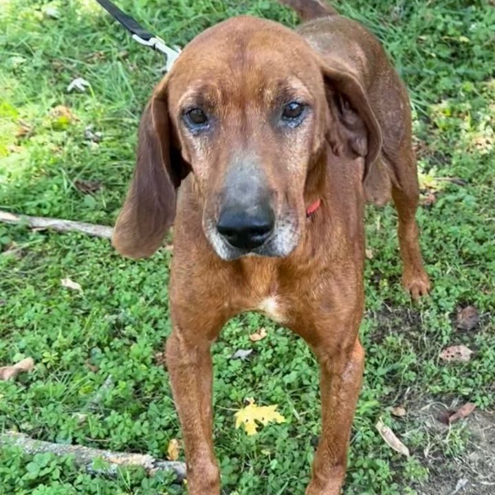 Ryder, an adoptable Redbone Coonhound in Maysville, KY_image-1