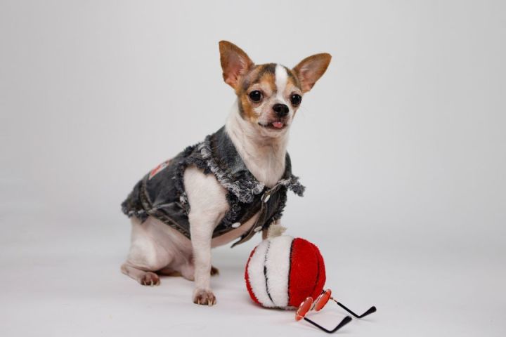 Rock, an adopted Chihuahua in Miami, FL_image-5