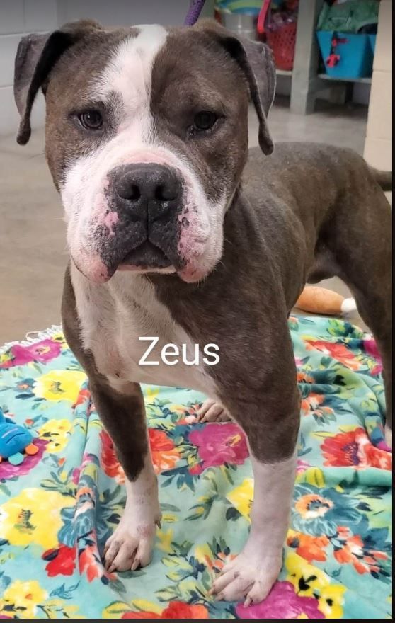 Zeus - coming soon!