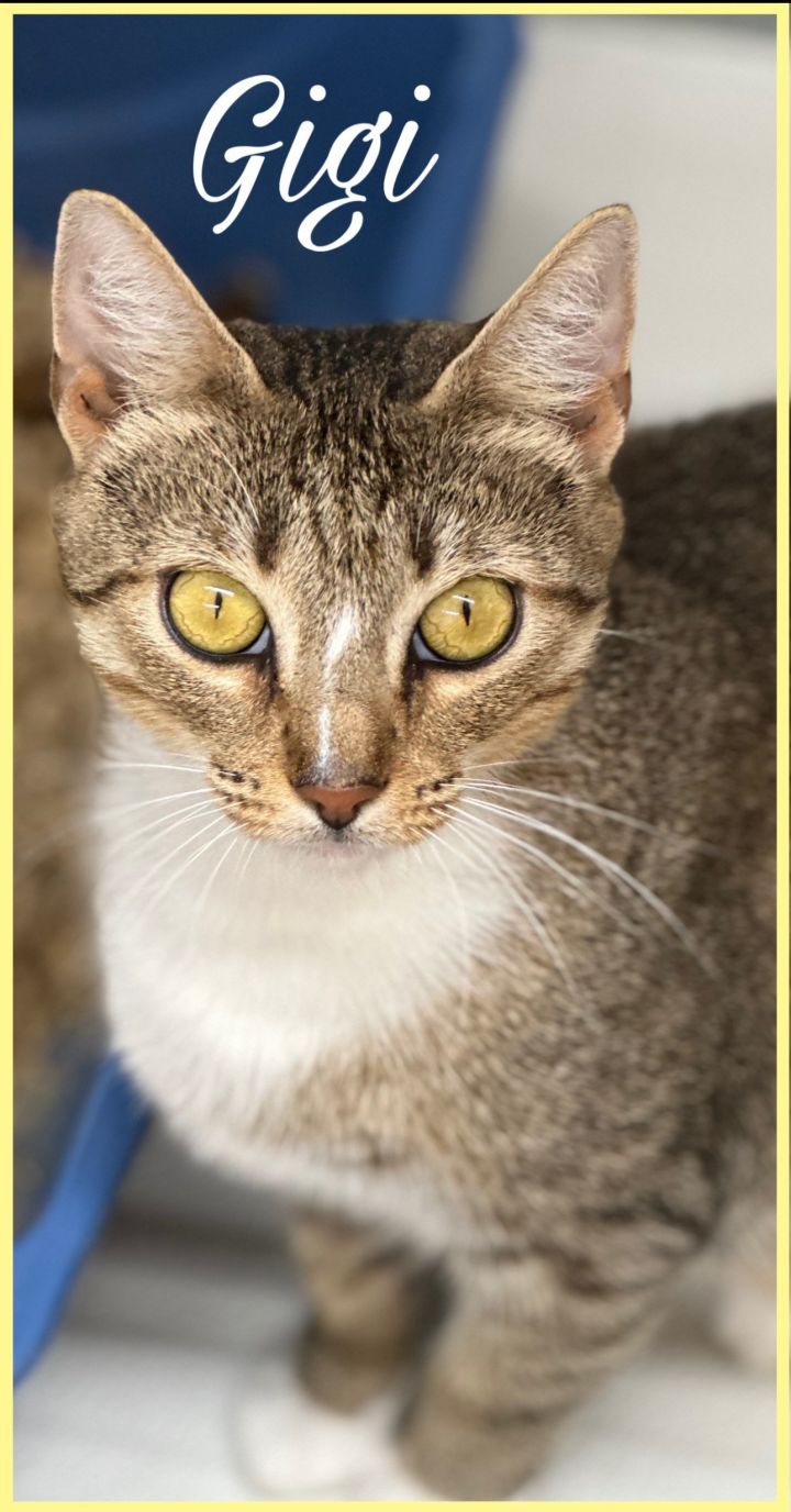 GiGi (FCID# 05/12/2023 - 101 Trainer) 1
