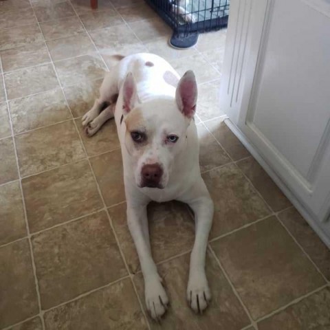 Capone, an adoptable American Staffordshire Terrier, Mixed Breed in Bailey, NC, 27807 | Photo Image 4