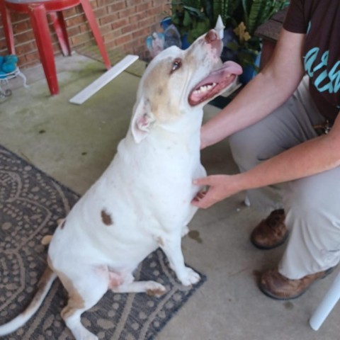 Capone, an adoptable American Staffordshire Terrier, Mixed Breed in Bailey, NC, 27807 | Photo Image 5