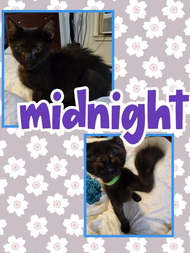 Midnight, an adoptable Domestic Medium Hair in Plymouth , PA_image-1