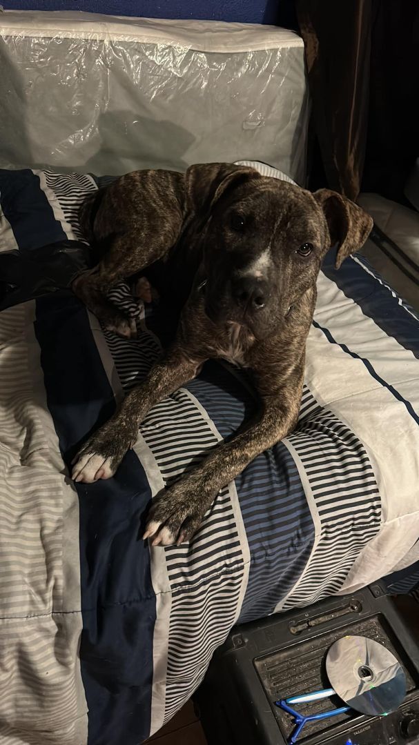 Eli pitbull store puppies for sale