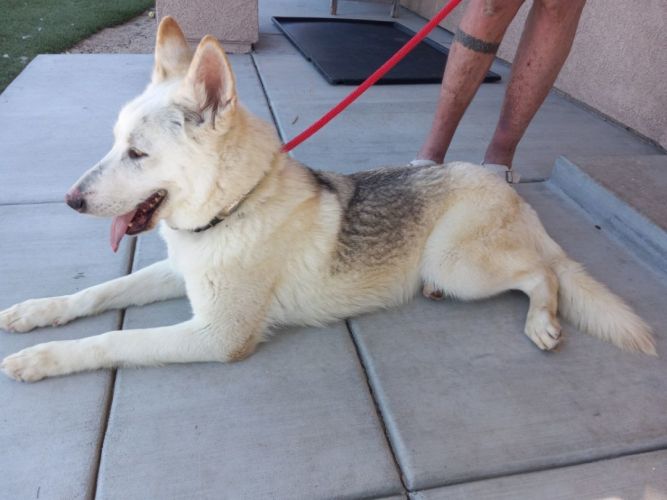 Dog For Adoption - Kayden Pawstitch, Gorgeous Shepherd!!, A German 