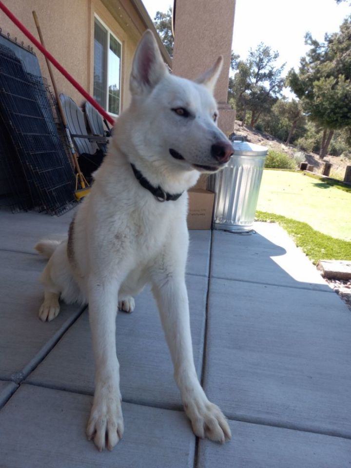 Jindo german shepherd store mix