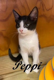 Peppi, an adoptable Tuxedo in Cary, NC_image-5