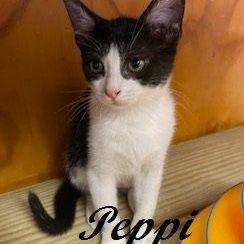 Peppi 6