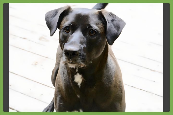 Honey, an adoptable Black Labrador Retriever in Little River, SC_image-1