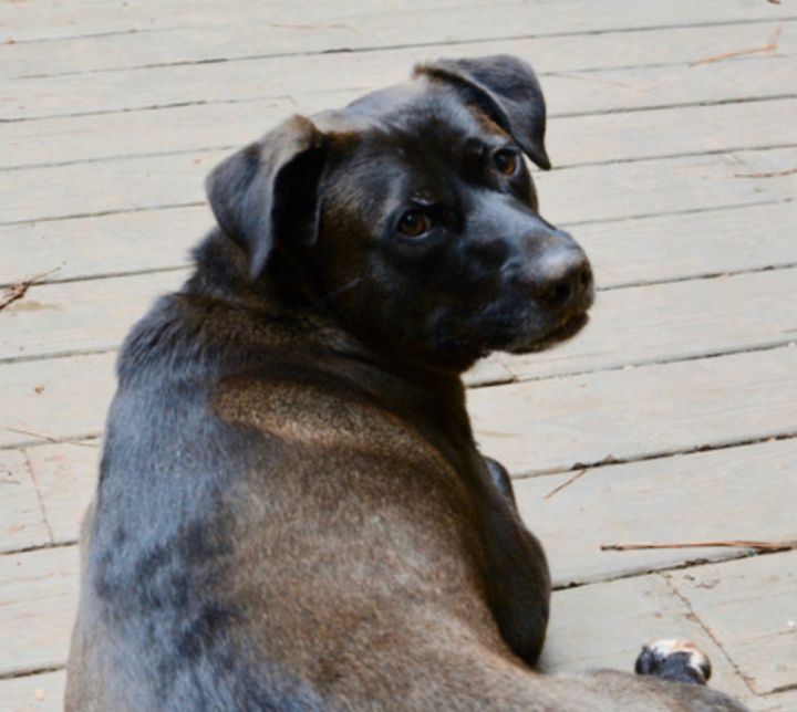 Honey, an adoptable Black Labrador Retriever in Hendersonville, NC_image-1