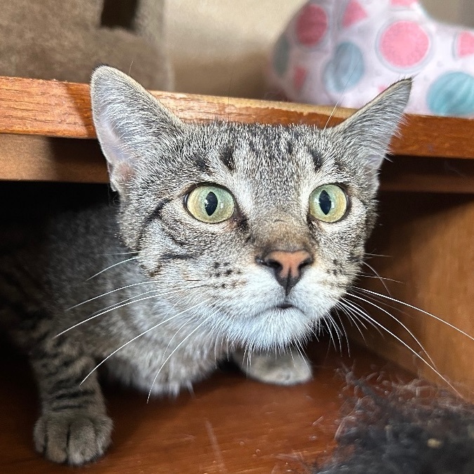 Down syndrome cats for sales adoption