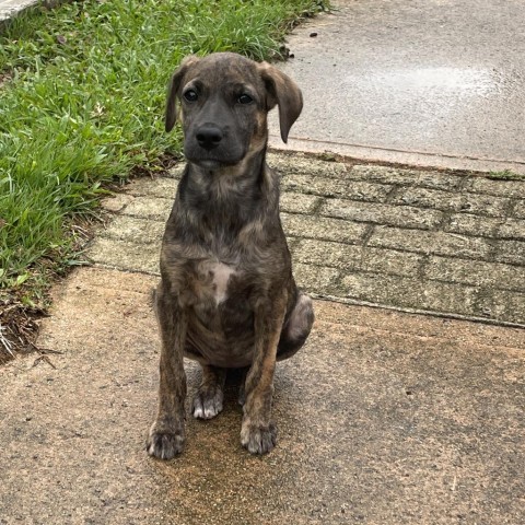 Chiqui, an adoptable Mixed Breed in Guaynabo, PR, 00969 | Photo Image 2